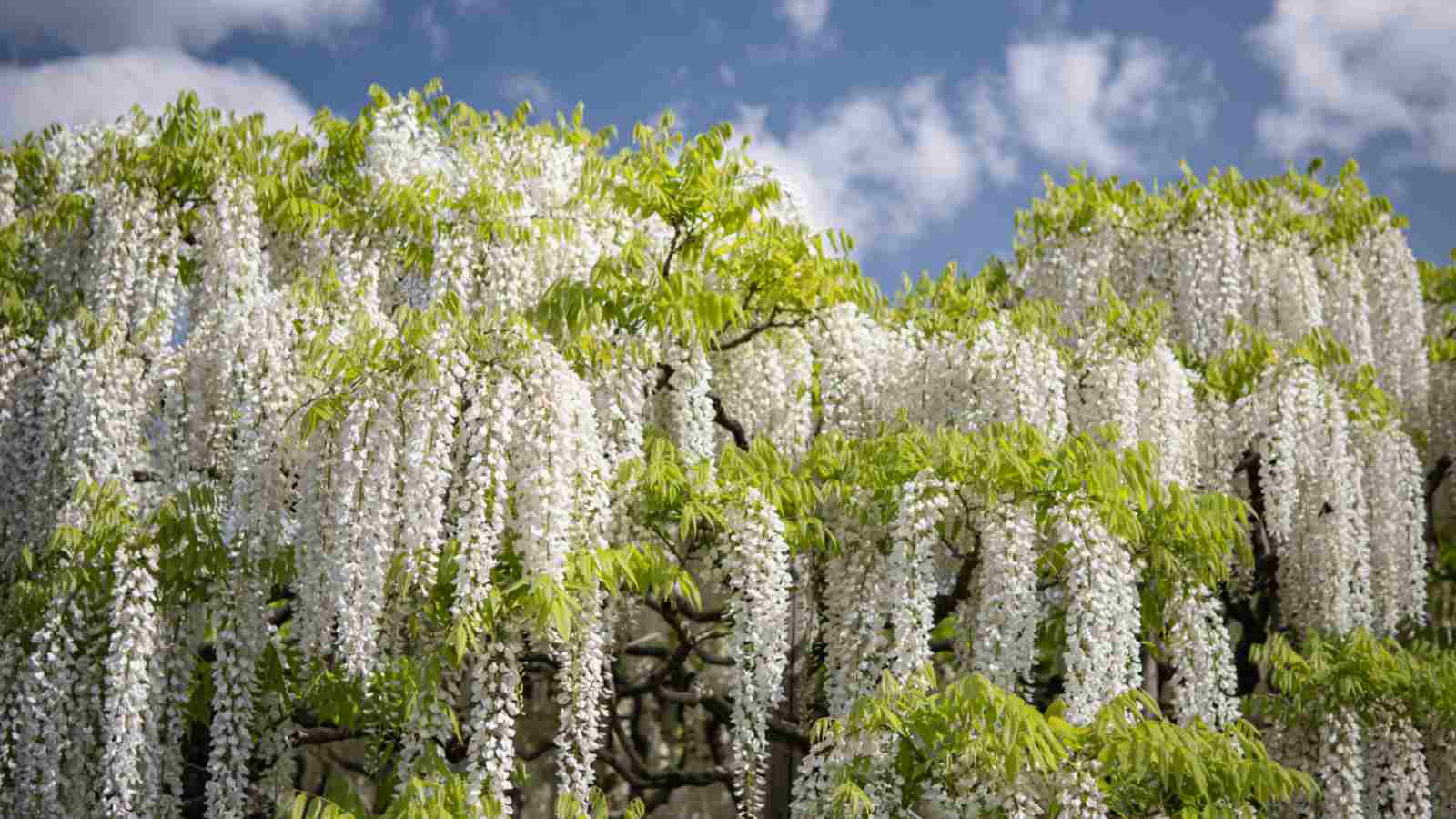 White Wisteria (Wisteria sinensis 'Alba') with white flowers against the blue sky