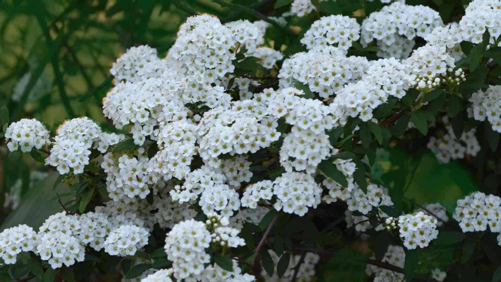 Bridal Wreath Spirea (Spiraea prunifolia) white flowers