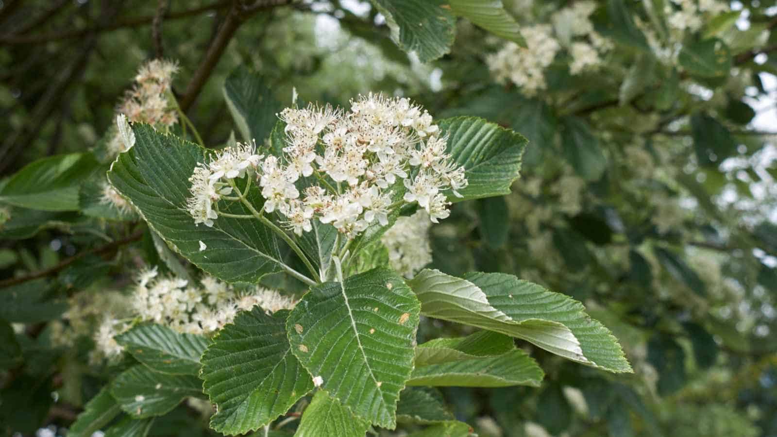 White flowers of Whitebeam (Sorbus aria) and green leaves