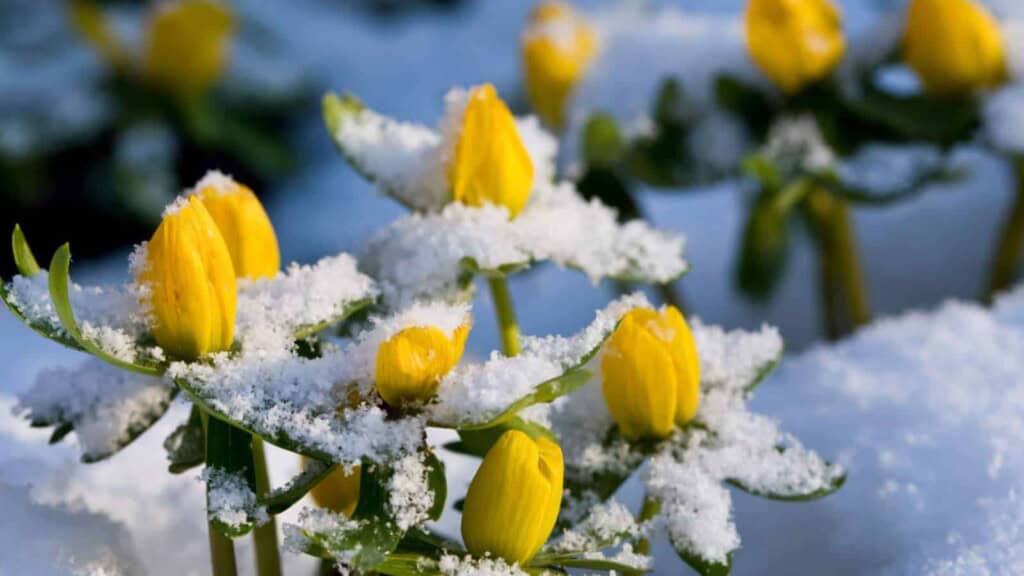 Winter Aconite (Eranthis hyemalis)
