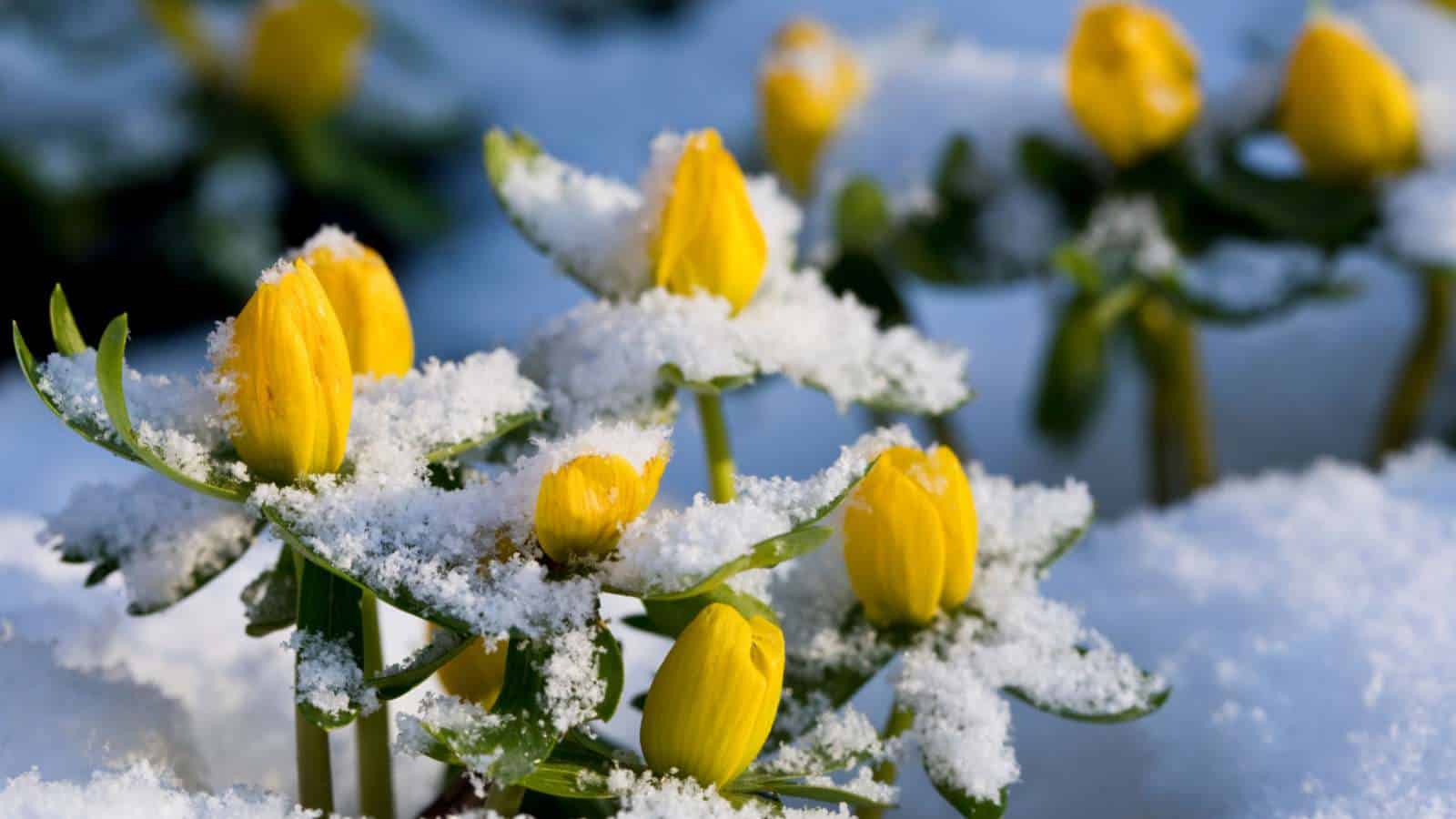 Winter Aconite (Eranthis hyemalis)