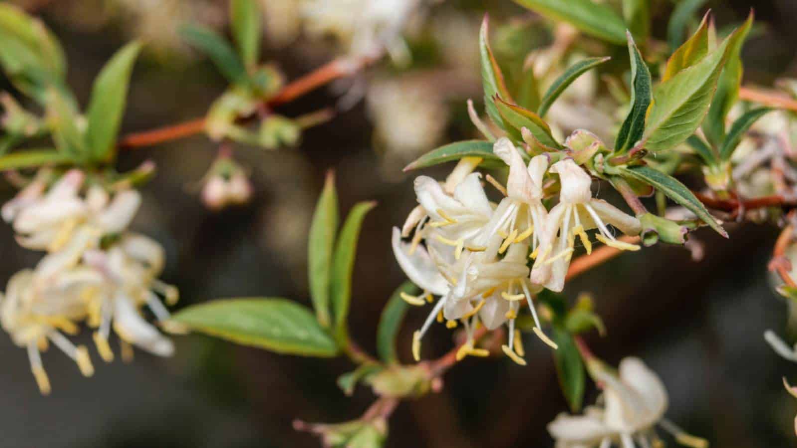 Winter Honeysuckle (Lonicera fragrantissima)