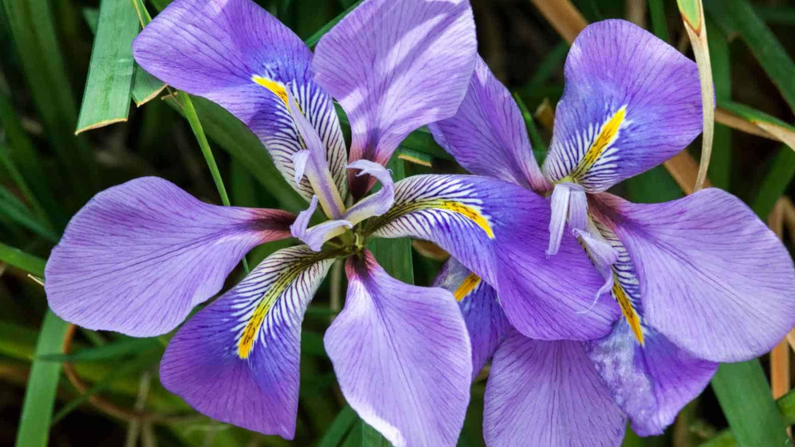 Winter Iris (Iris unguicularis)