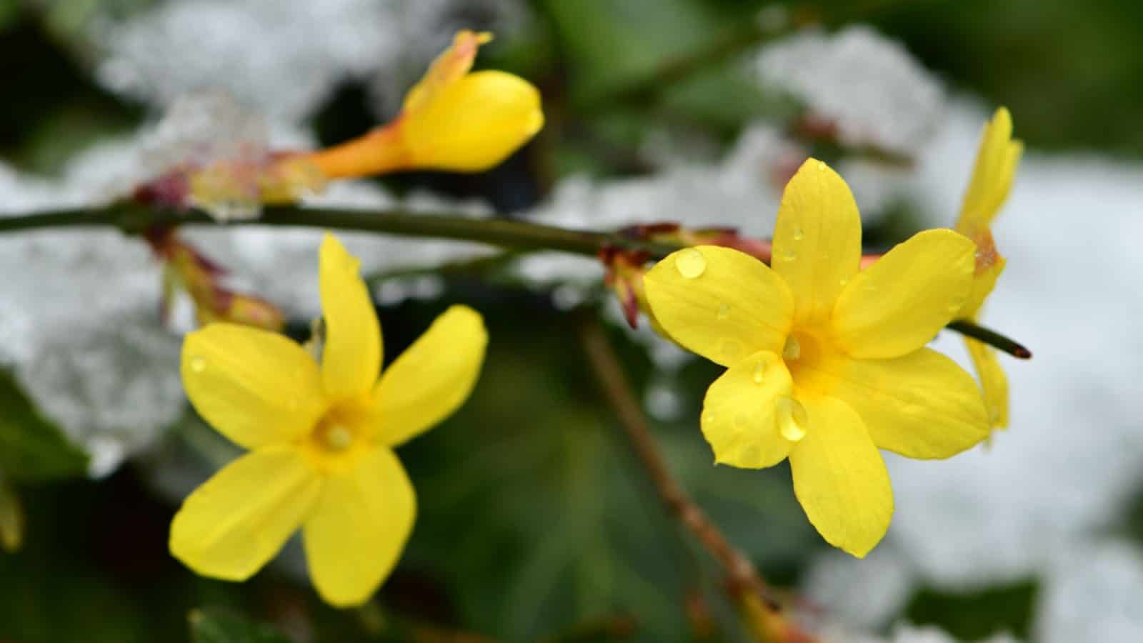 Winter Jasmine (Jasminum nudiflorum)