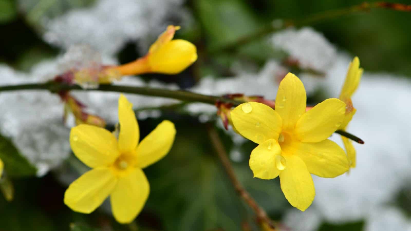 Winter Jasmine (Jasminum nudiflorum)