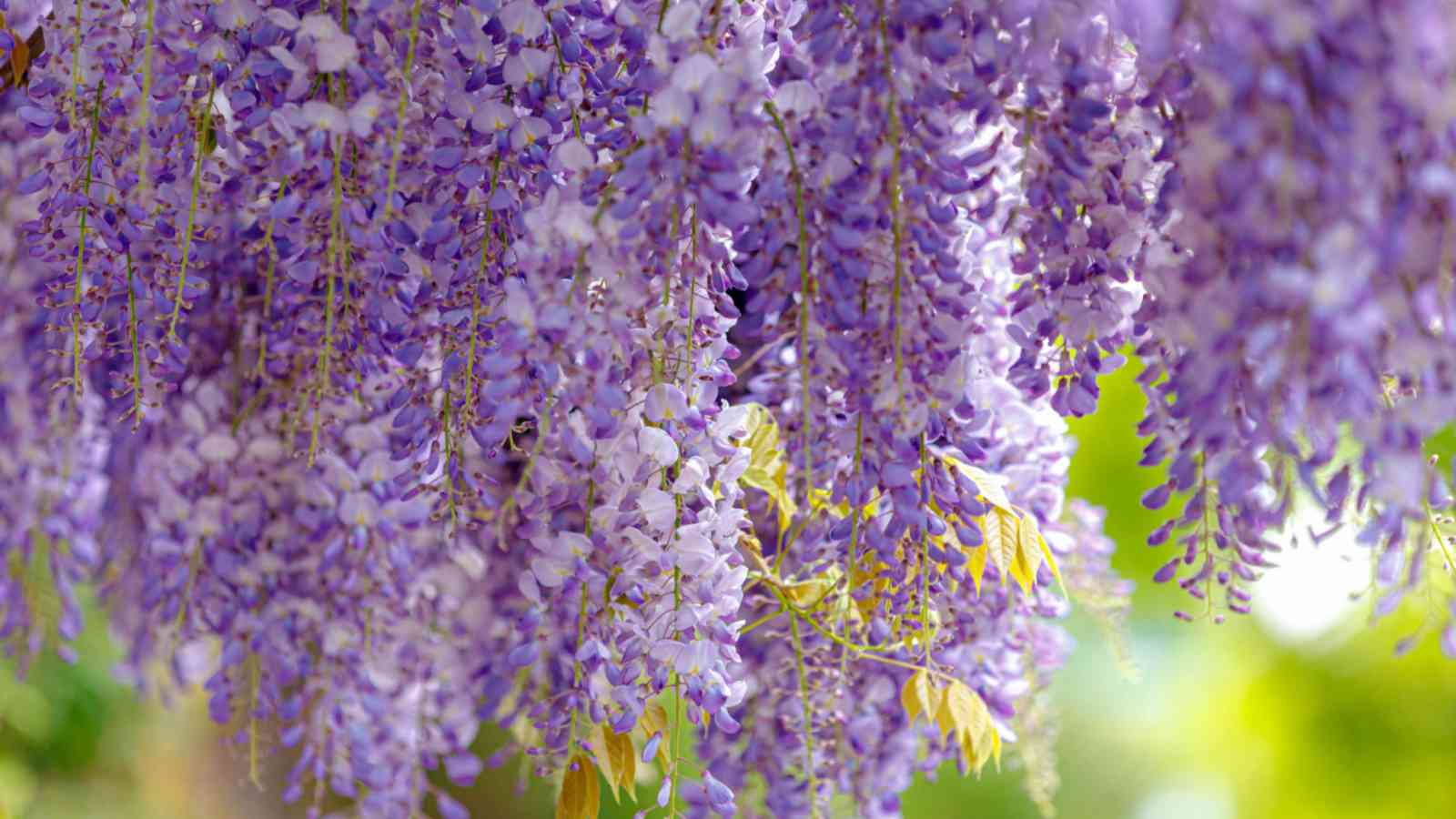 Selective focus of Wisteria purple flowers