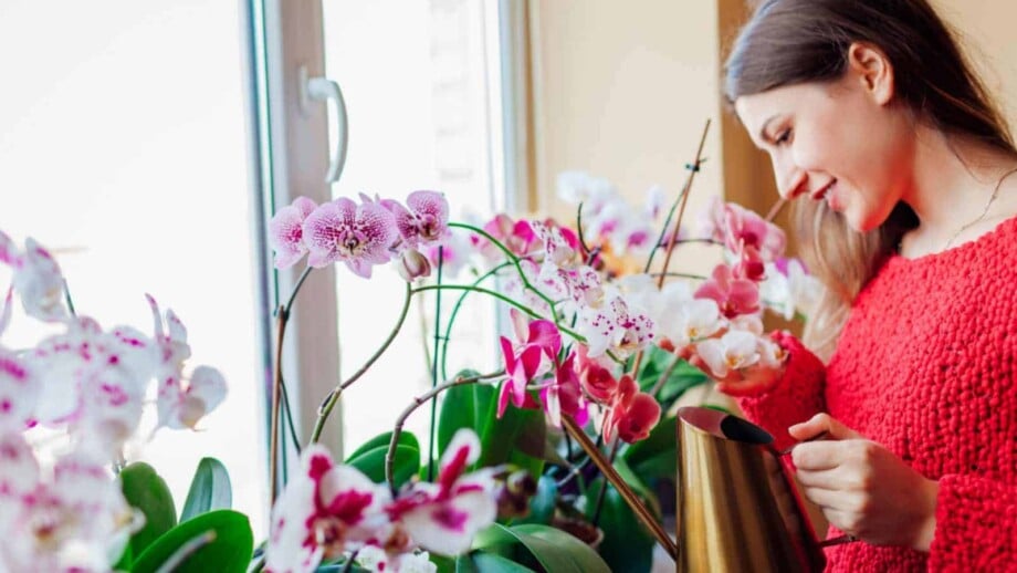Woman taking care of orchids