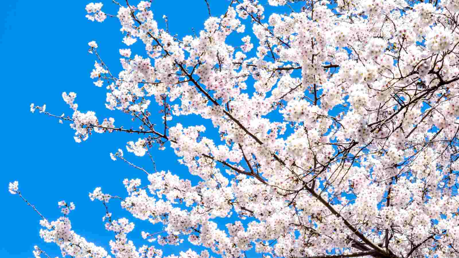 Yoshino Cherry (Prunus x yedoensis) tree with white flowers