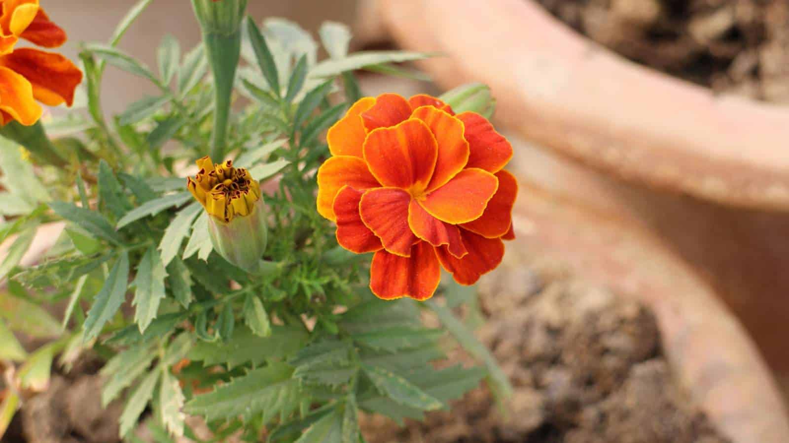 Zestful Bloom Marigolds as Aphid-Repellent Companions