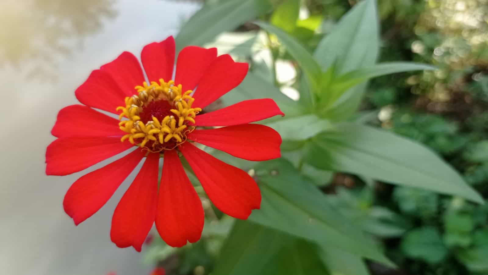 Zinnia