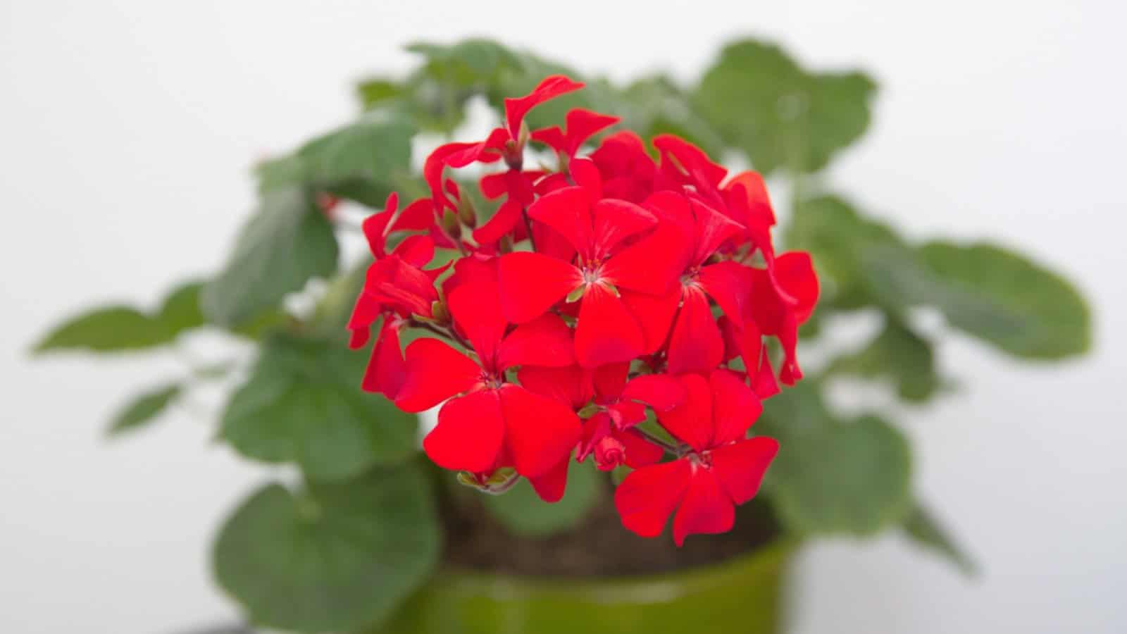 Focus shot of the red flowers of Zonal Geranium (Pelargonium x horatum)