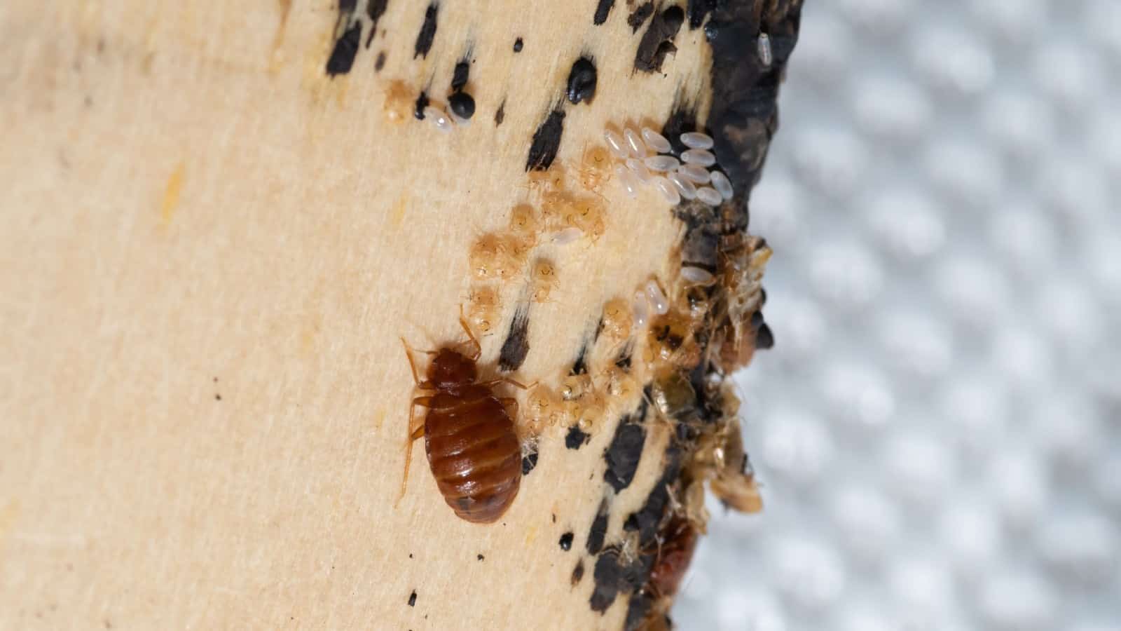 Bedbug with Larvae and Eggs