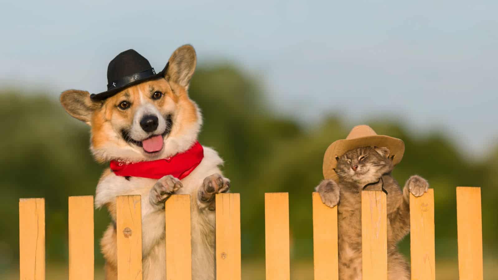 A Doggo in a Farm or the Theater