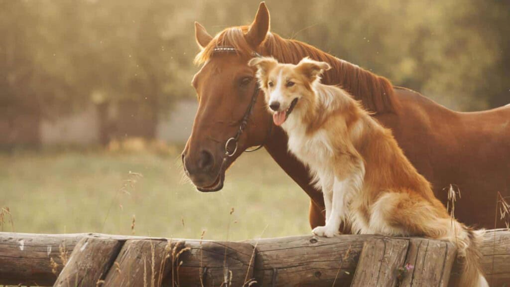 A Dog's Best Friend