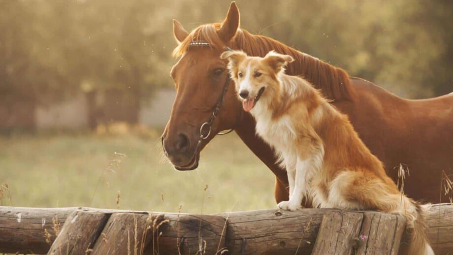 A Dog's Best Friend