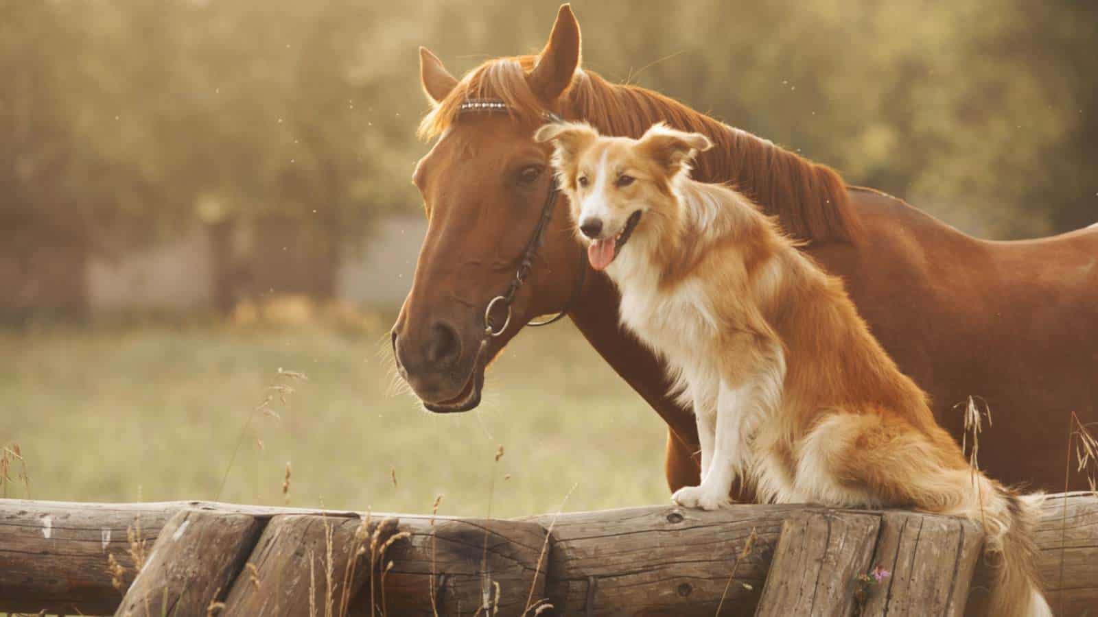 A Dog's Best Friend