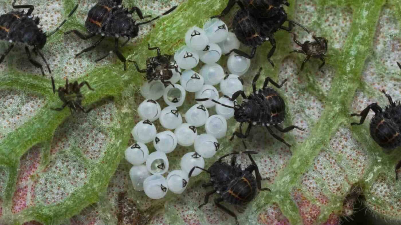 Stink Bug Eggs