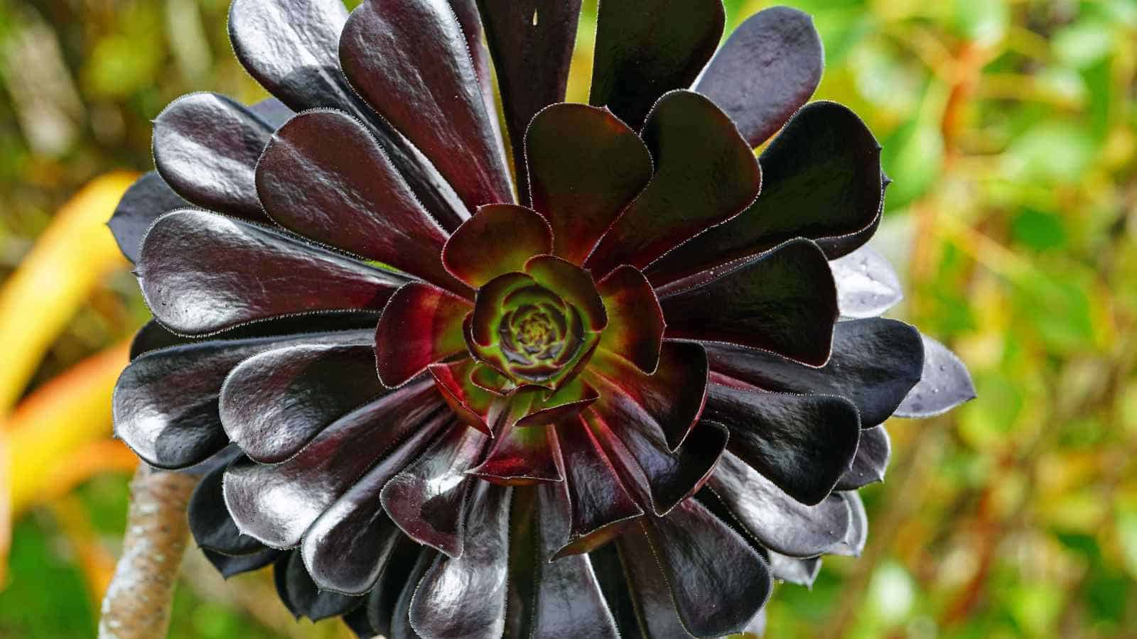 Aeonium arboreum ‘Zwartkop’ (Black Rose)
