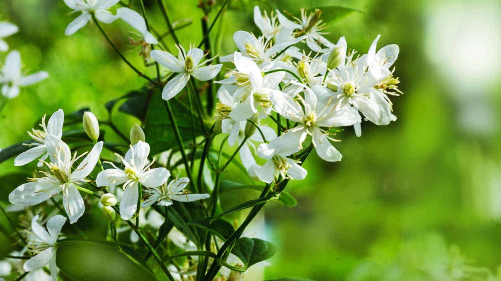 Selective focus of 'Alba Luxurians' Clematis white flowers