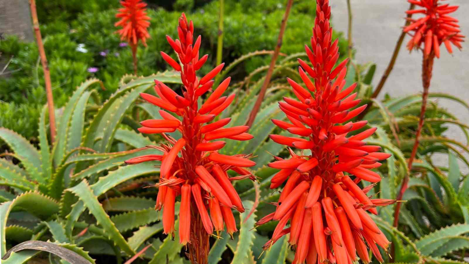 Aloe Flower