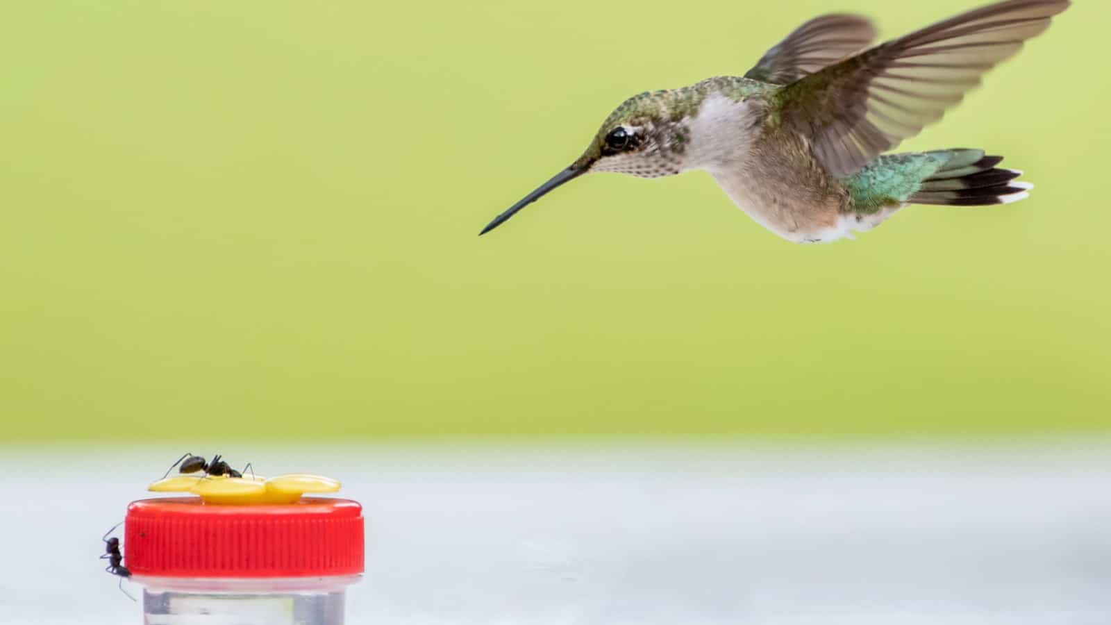 Hummingbird approaching feeder with ant