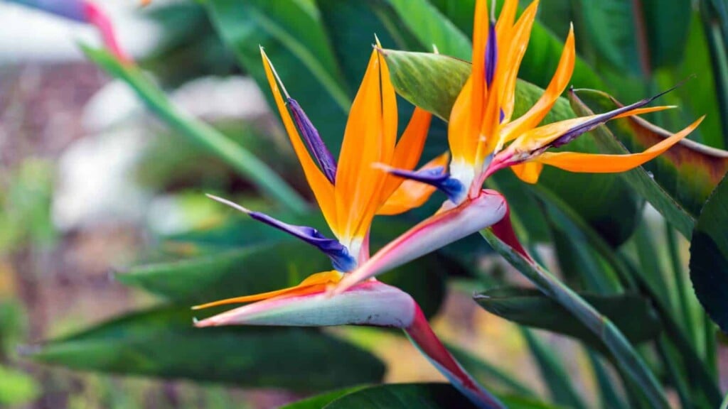 Petals in Plumage A Showcase of 12 Flowers That Look Like Birds