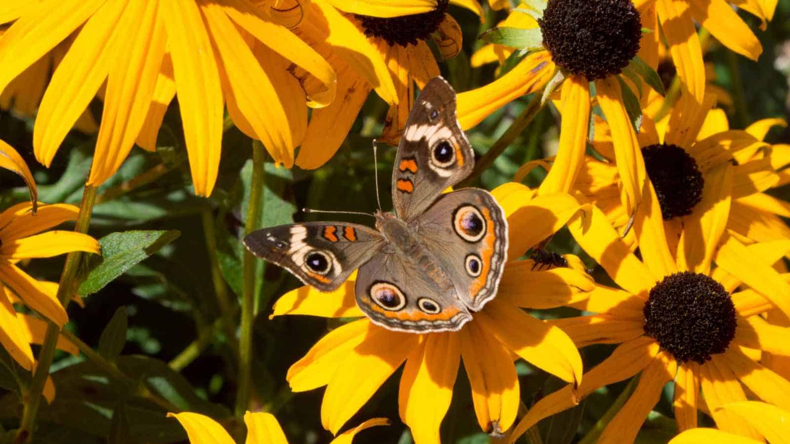 Black-Eyed Susan