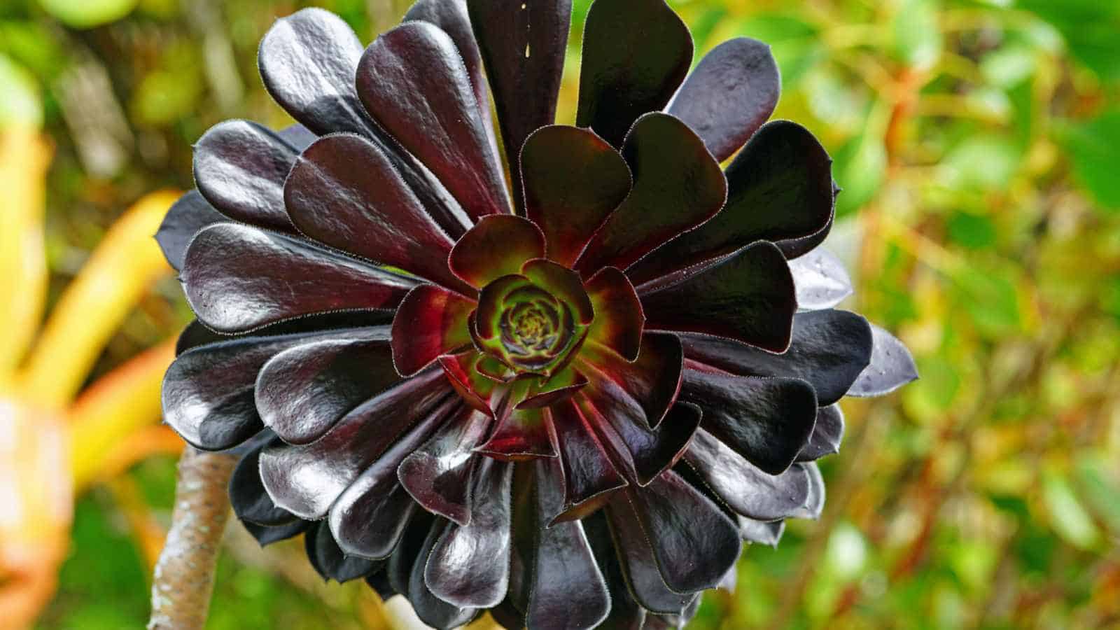 Black Rose (Aeonium arboreum ‘Zwartkop’)