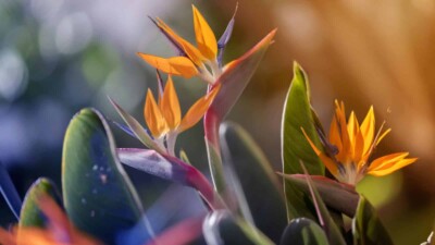 Blooming Bird of Paradise