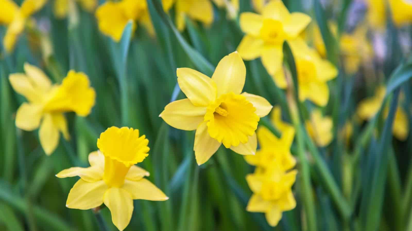 Yellow daffodils in the garden