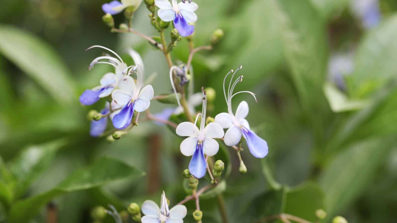 Blue Butterfly Bush