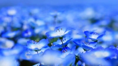 Blue and White Flower