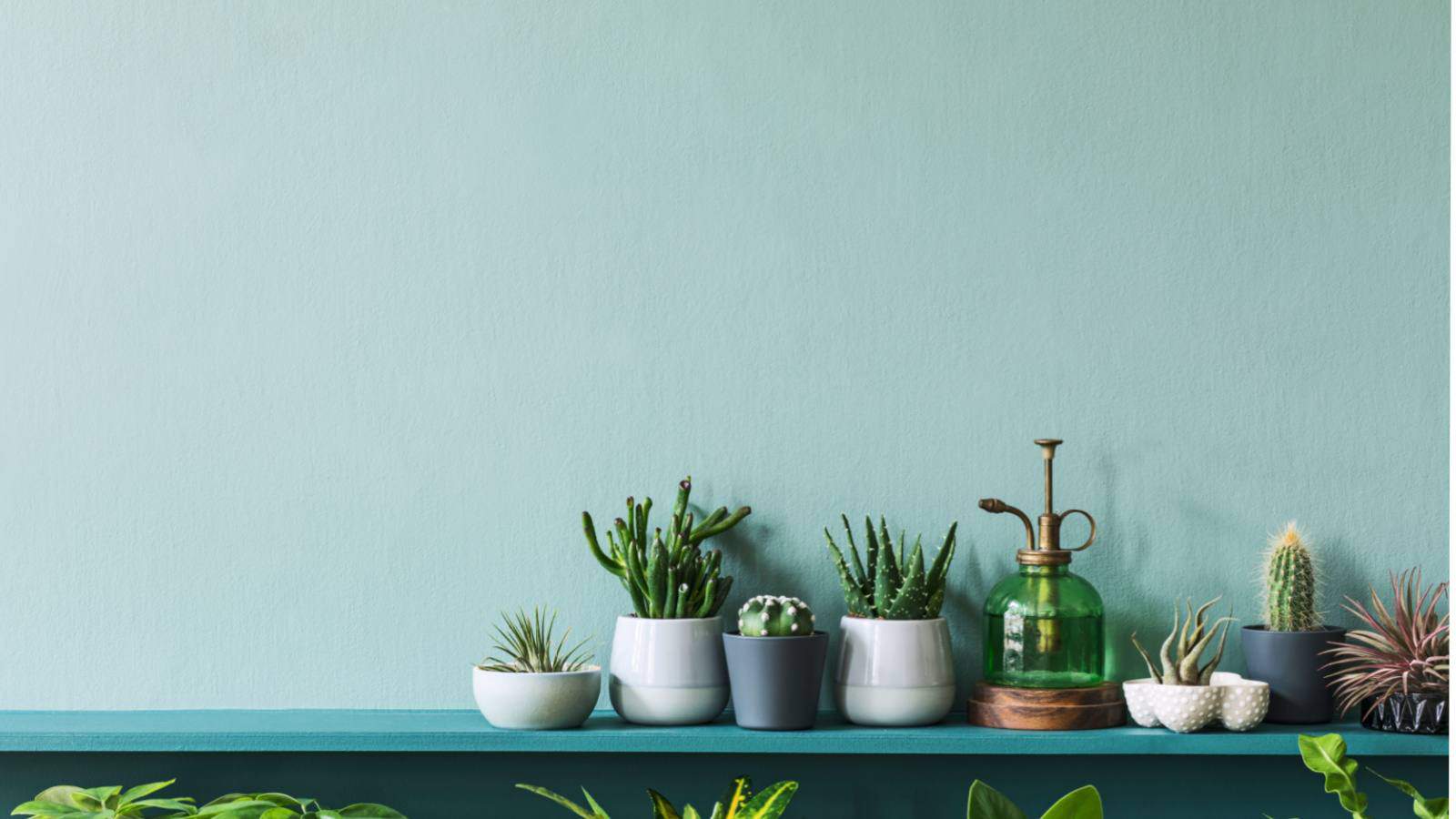 Build a succulent wall garden