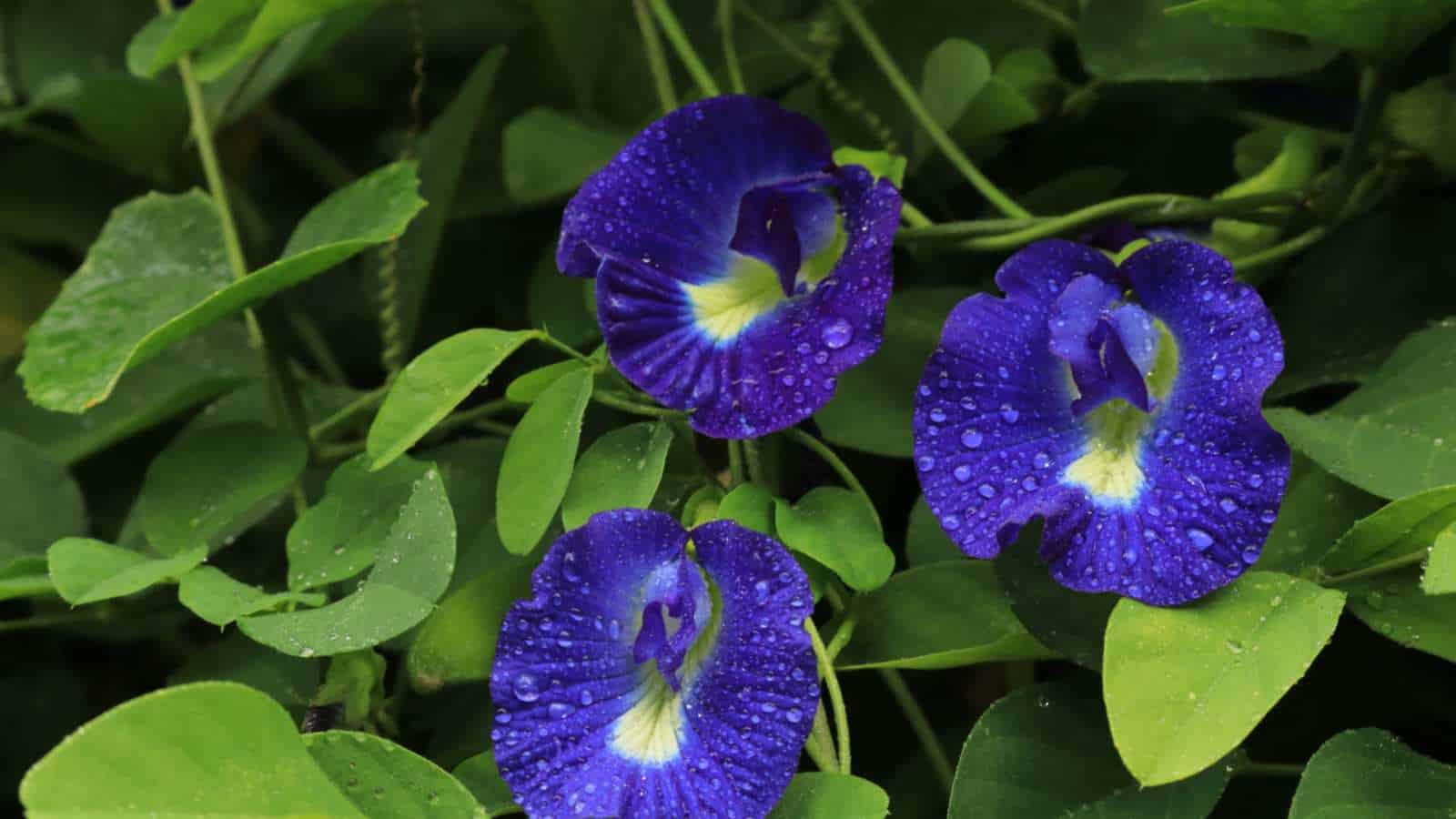 Butterfly Pea (Clitoria ternatea)