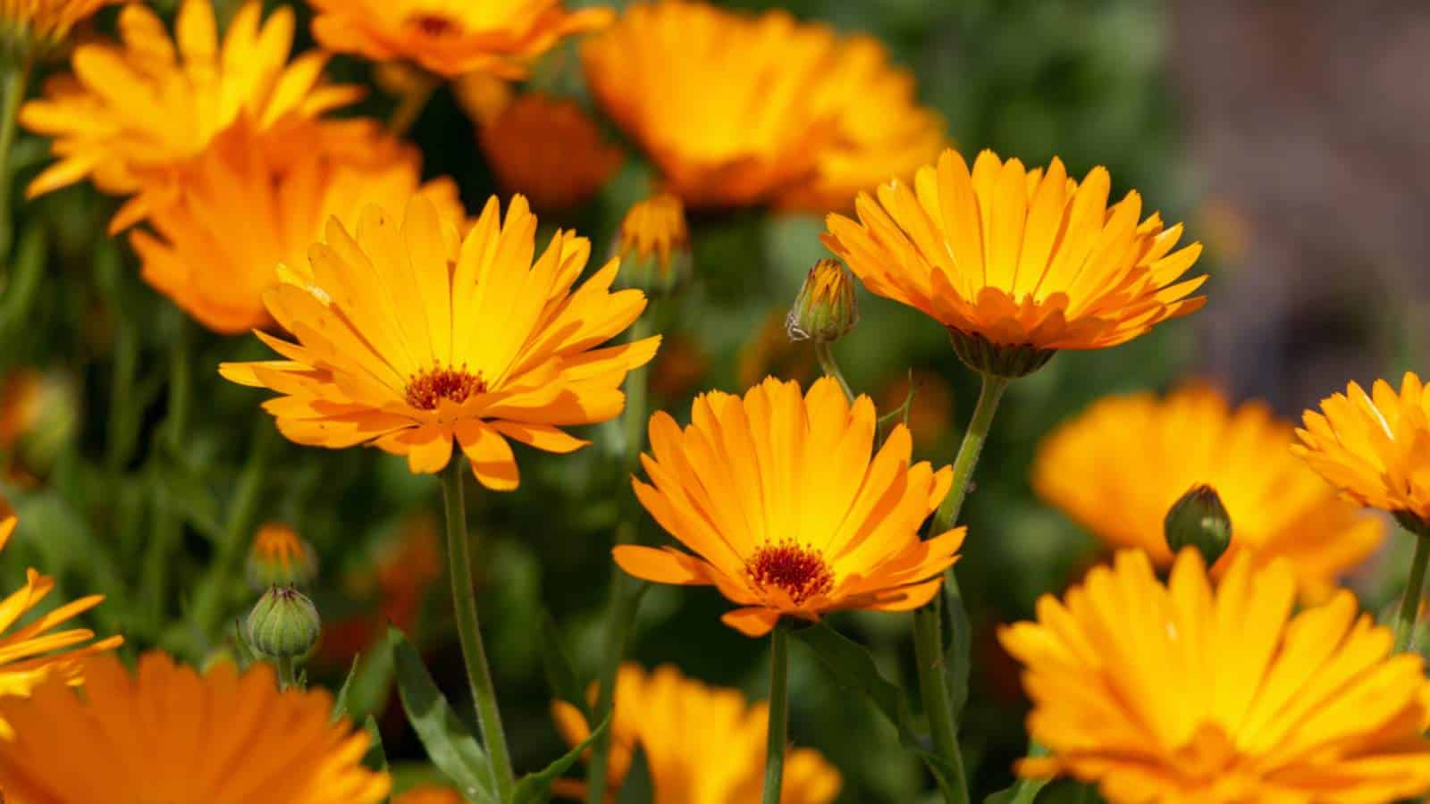 Calendula