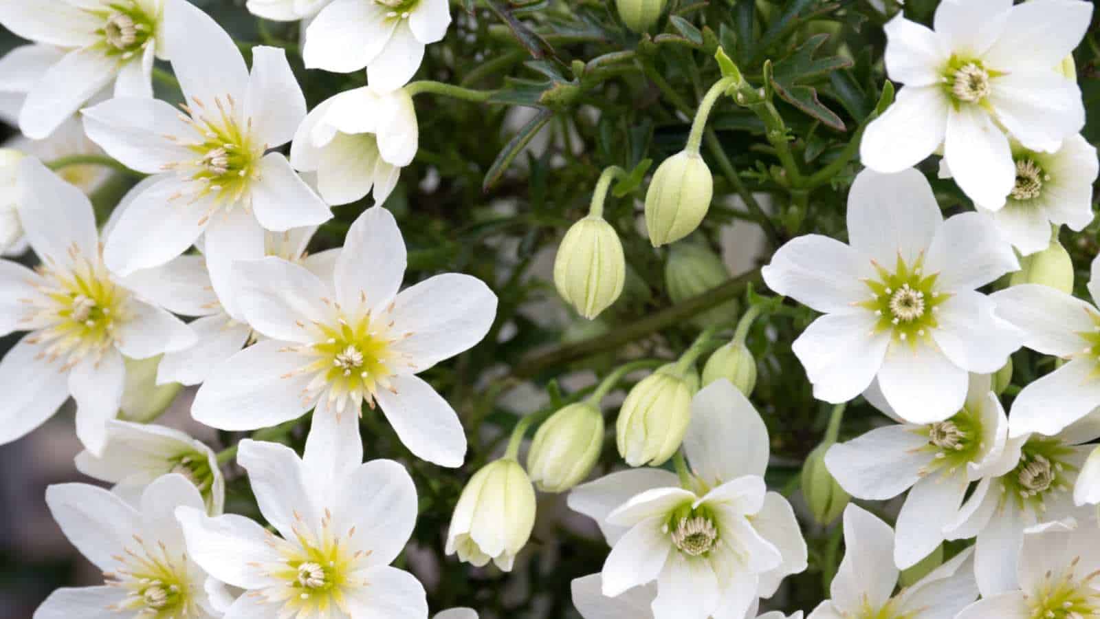 White flowers of clematis