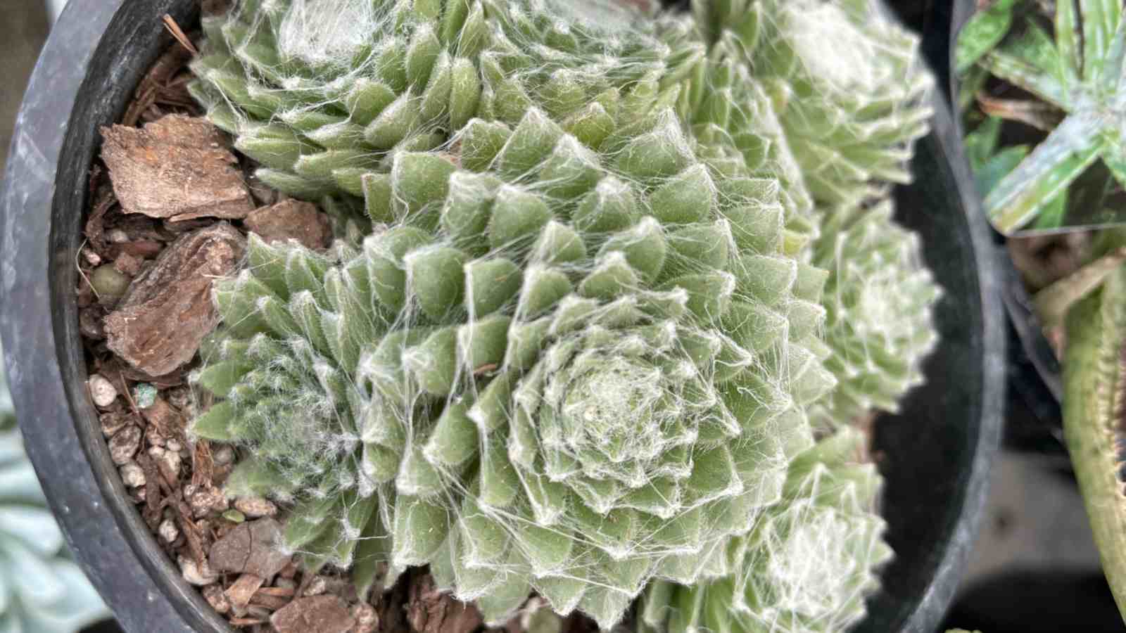 Cobweb Hens and Chicks (Sempervivum arachnoideum)