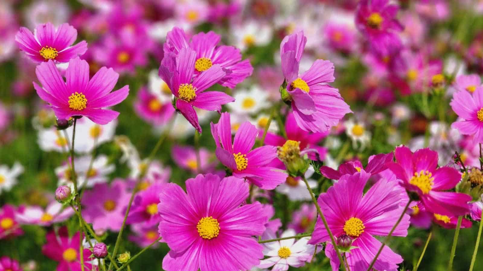Cosmos
