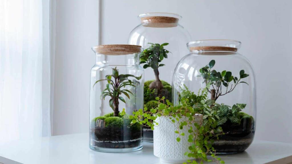 Craft a terrarium wonderland