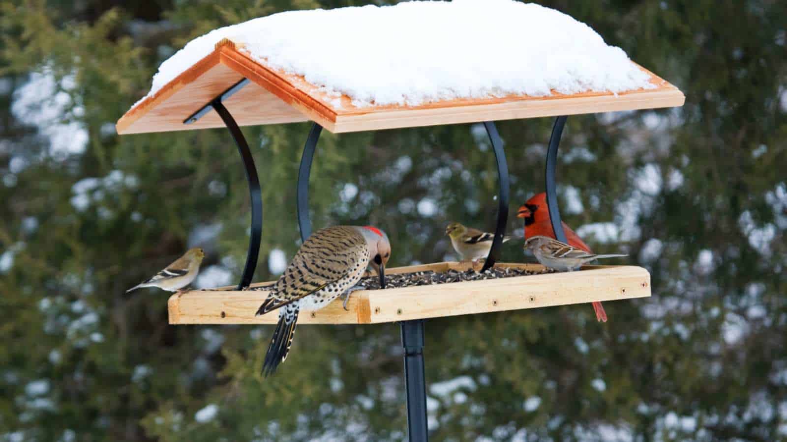 Create a Platform Bird Feeder