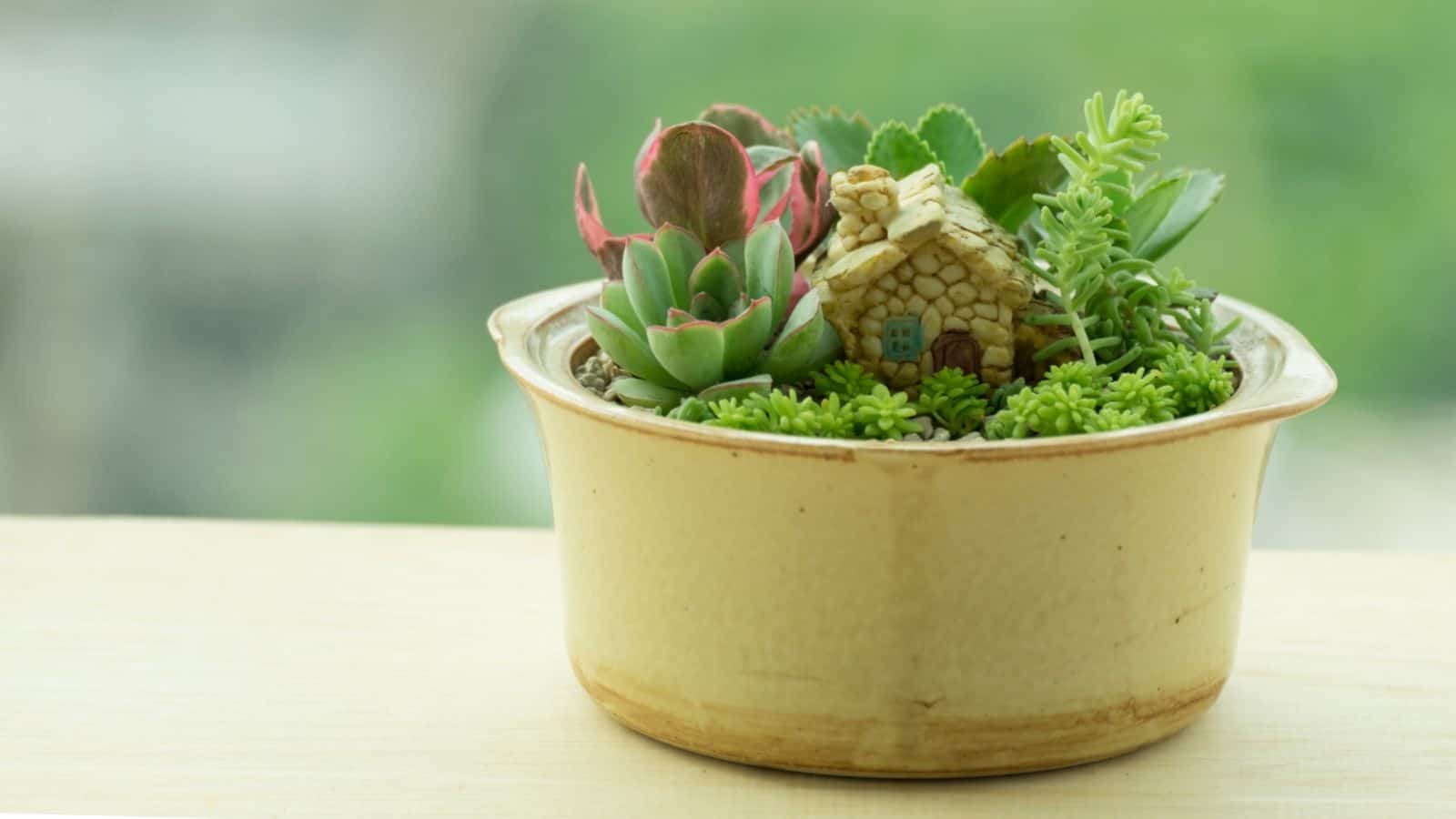 Create a succulent fairy garden