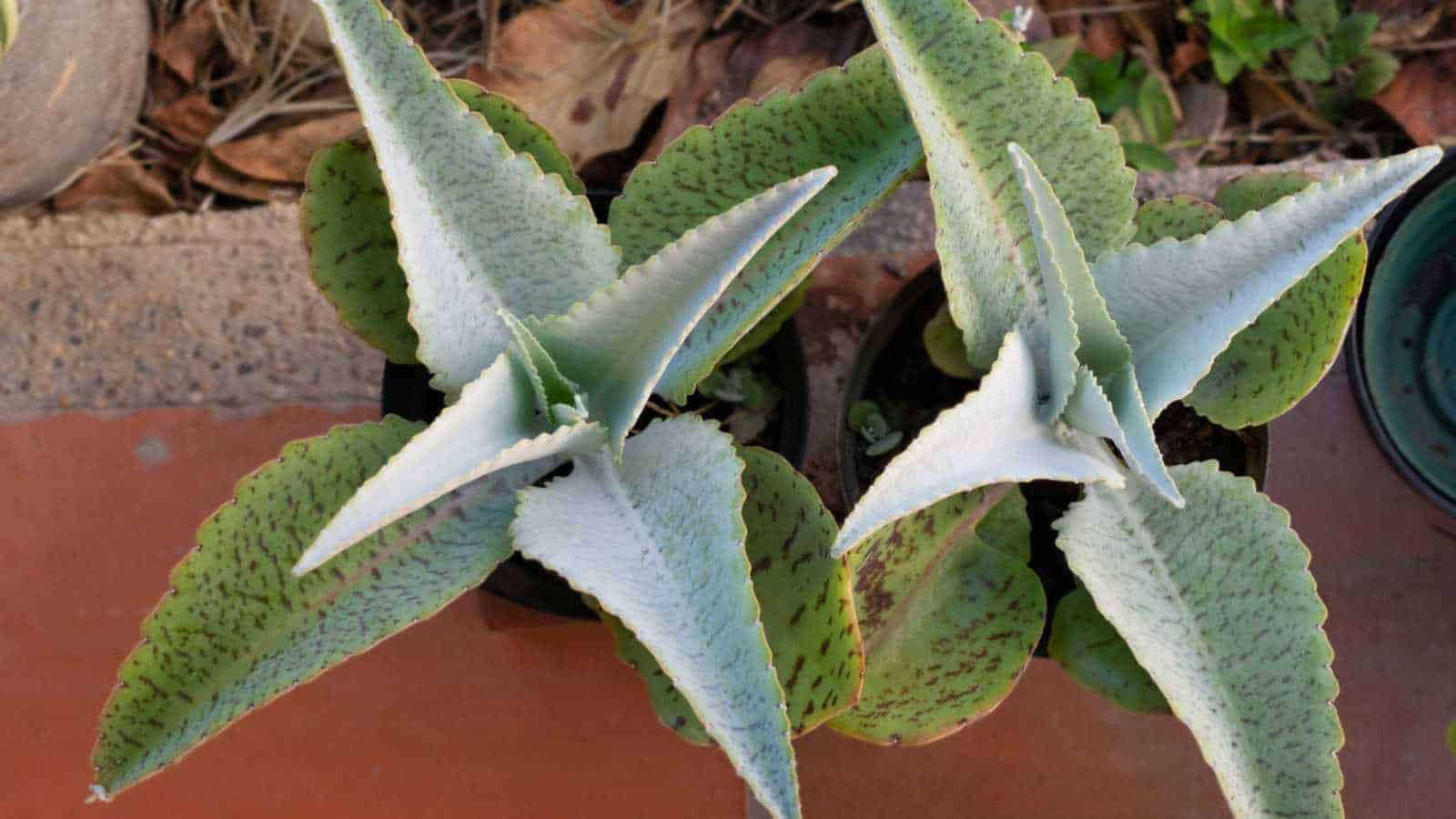 Donkey Ears (Kalanchoe gastonis-bonnieri)