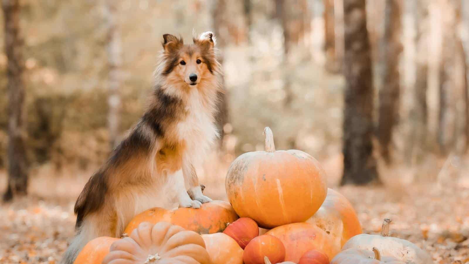Early for Halloween