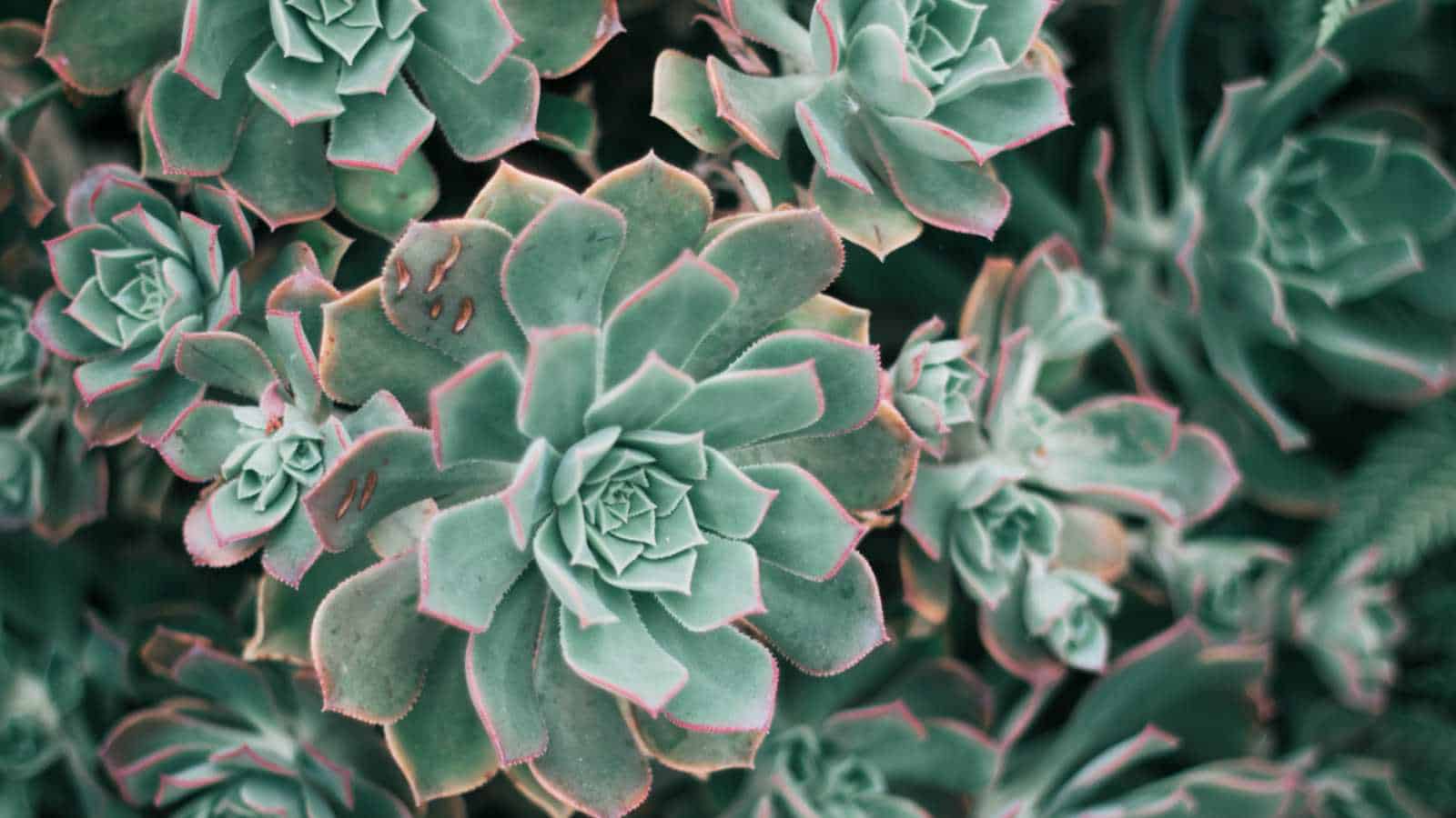 Echeveria Peacockii