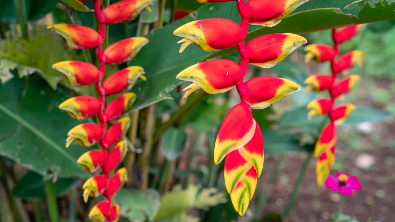 Exotic Heliconia (Heliconia rostrata)