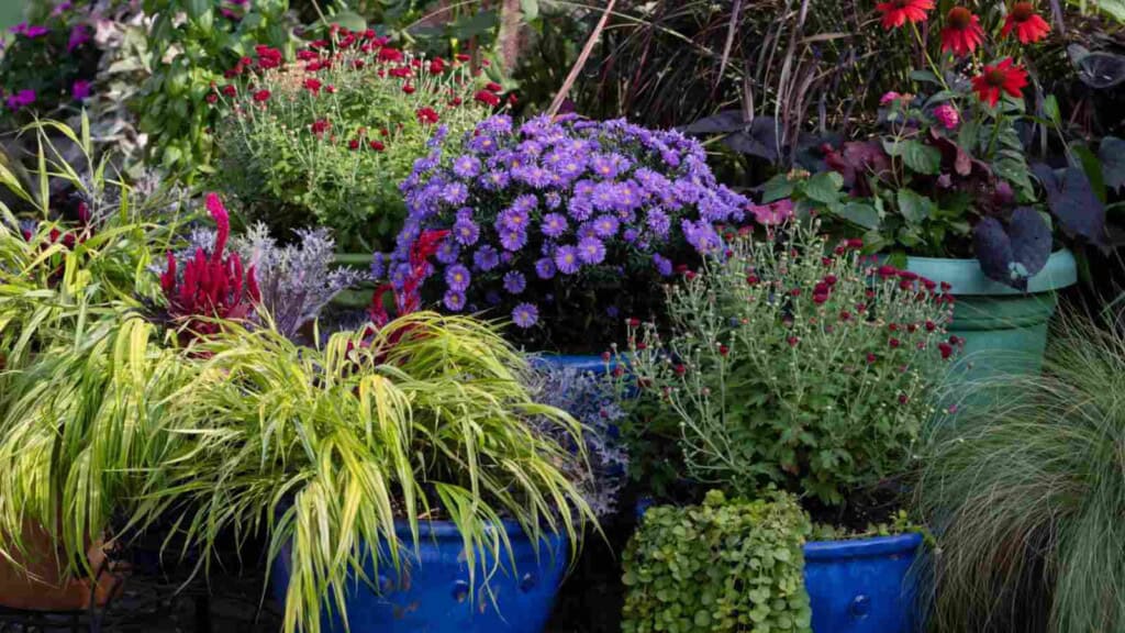 Fall Garden Containers