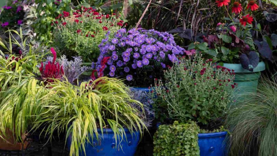 Fall Garden Containers