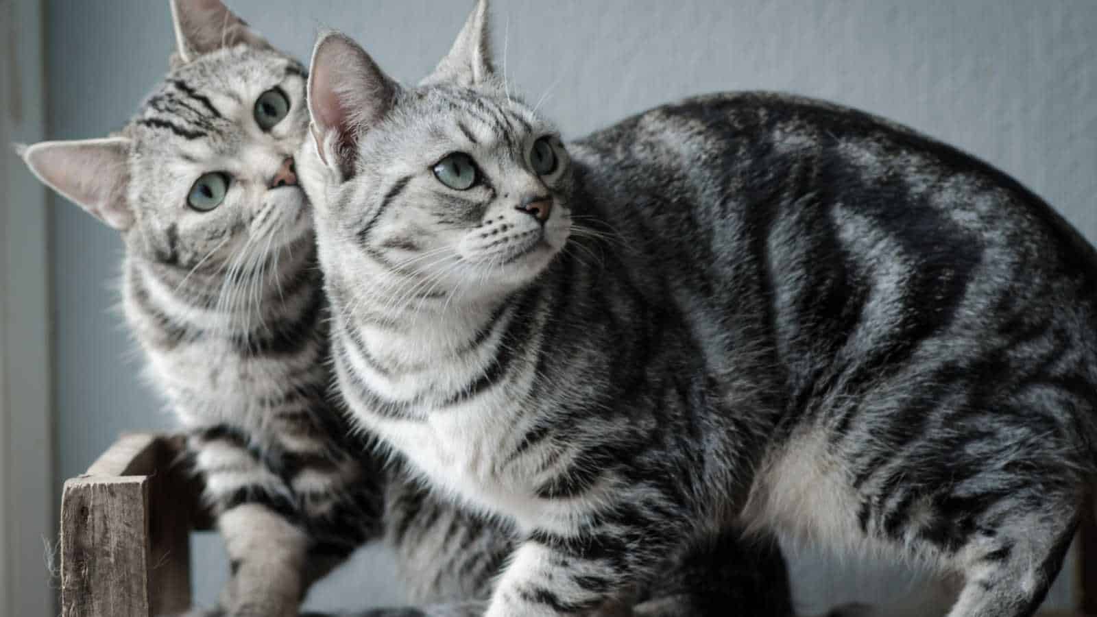 Family-Friendly Companions