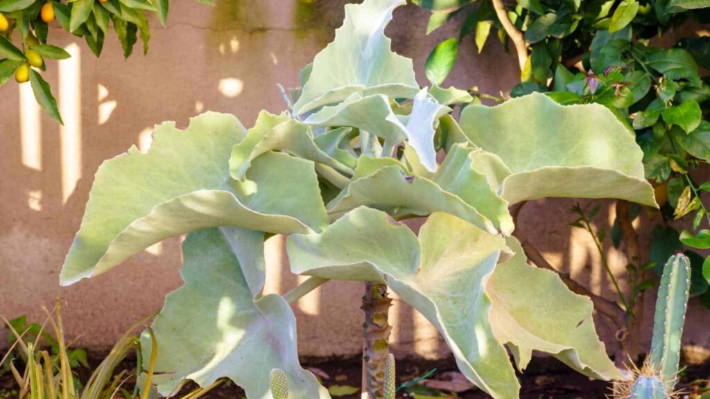 Garden Giants: A Showcase of Big Leaf Succulents