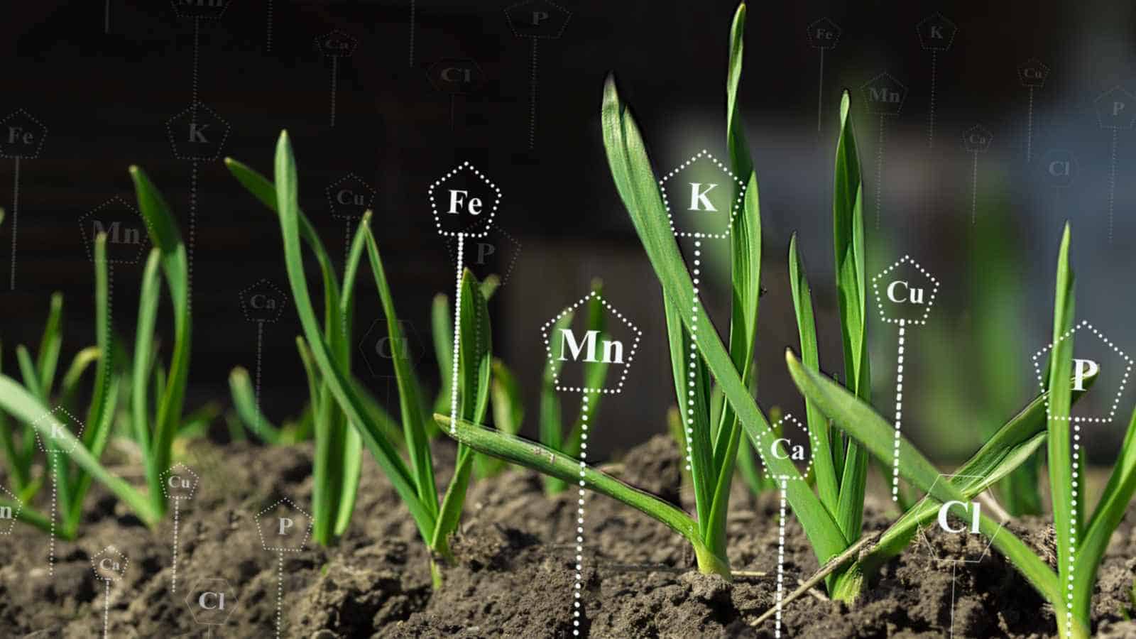 Clematis seedlings with diagram of elements